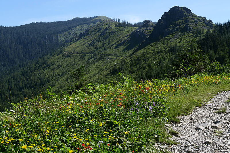 Pyramid Rock & wildflowers [Grouse Vista Trail, Yacolt Burn State Forest, Clark County, Washington]