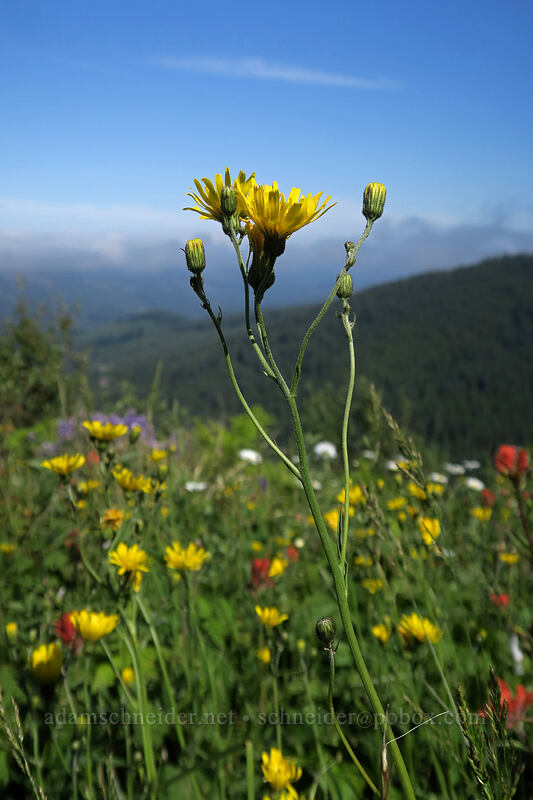 yellow hawkweed (Hieracium lachenalii) [Grouse Vista Trail, Yacolt Burn State Forest, Clark County, Washington]