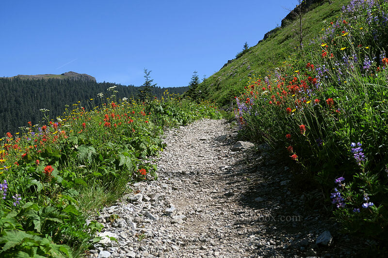 trail through wildflowers [Grouse Vista Trail, Gifford Pinchot National Forest, Clark County, Washington]