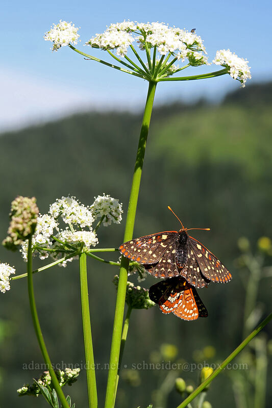 variable checkerspot butterflies on lovage (Euphydryas chalcedona, Ligusticum sp.) [Grouse Vista Trail, Gifford Pinchot National Forest, Clark County, Washington]