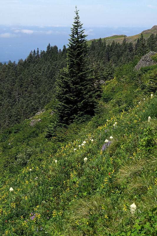 beargrass & golden pea (Xerophyllum tenax, Thermopsis montana) [Silver Star Mountain, Gifford Pinchot National Forest, Skamania County, Washington]