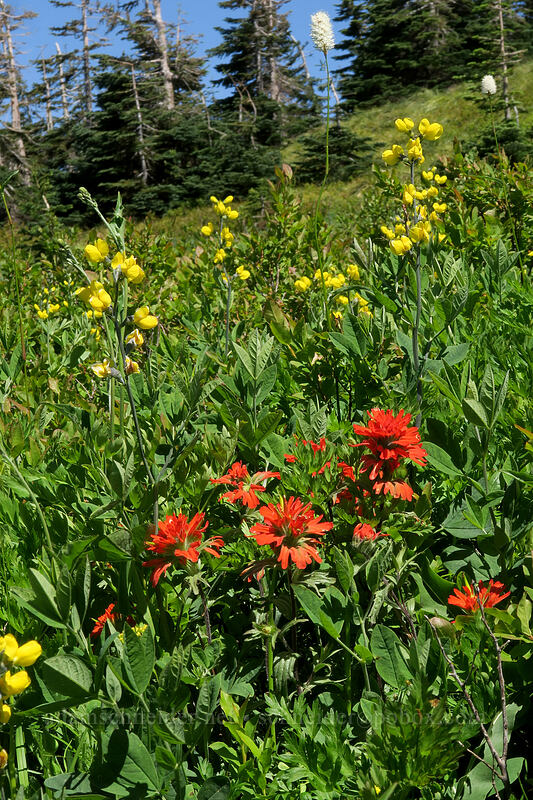 paintbrush & golden pea (Castilleja hispida, Thermopsis montana) [Silver Star Mountain, Gifford Pinchot National Forest, Skamania County, Washington]