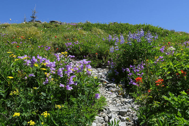 trail through wildflowers [Silver Star Mountain, Gifford Pinchot National Forest, Skamania County, Washington]