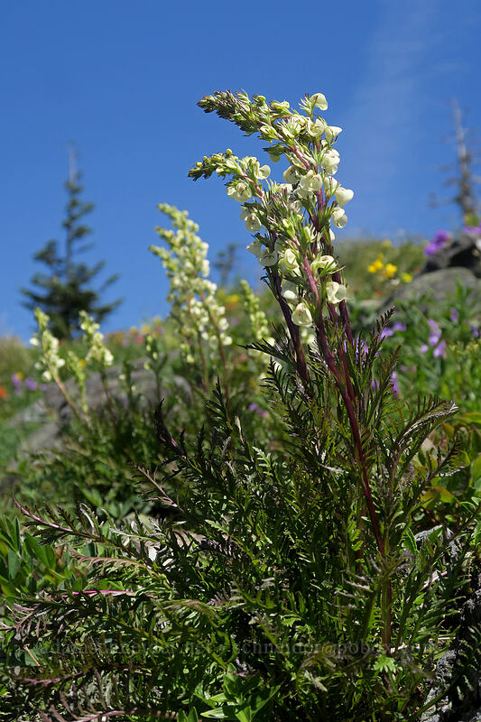 coiled-beak lousewort (Pedicularis contorta) [Silver Star Mountain, Gifford Pinchot National Forest, Skamania County, Washington]