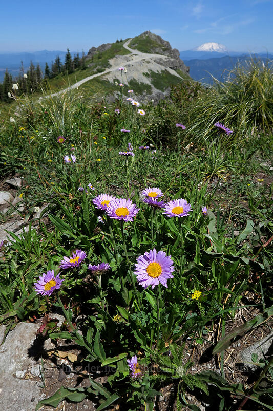 subalpine fleabane (Erigeron glacialis var. glacialis) [Silver Star Mountain, Gifford Pinchot National Forest, Skamania County, Washington]