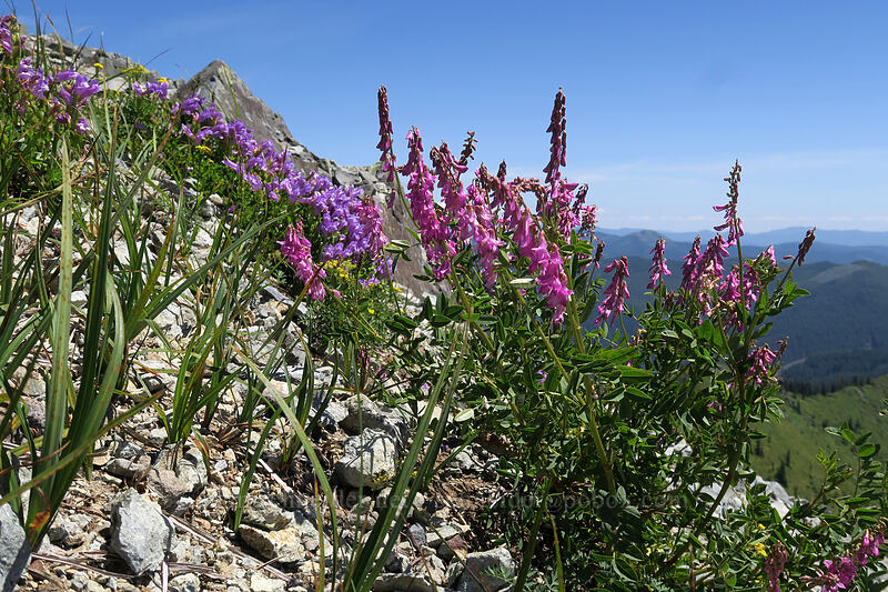 western sweet-vetch (Hedysarum occidentale) [Silver Star Mountain, Gifford Pinchot National Forest, Skamania County, Washington]