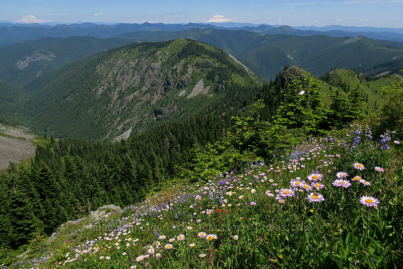 wildflowers & Mt. Adams [Silver Star Mountain, Gifford Pinchot National Forest, Skamania County, Washington]