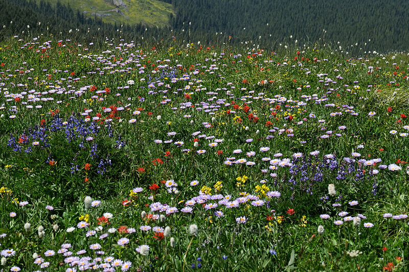 wildflowers [Silver Star Mountain Trail, Gifford Pinchot National Forest, Skamania County, Washington]
