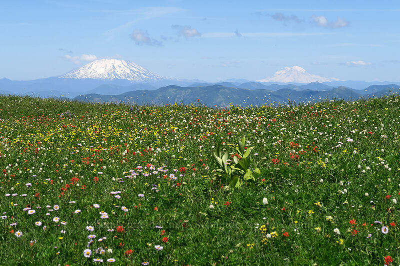 wildflowers, Mt. St. Helens, & Mt. Rainier [Silver Star Mountain Trail, Gifford Pinchot National Forest, Skamania County, Washington]