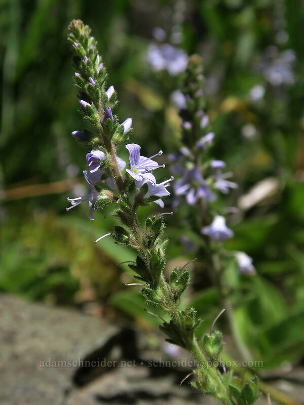 common speedwell (Veronica officinalis) [Silver Star Mountain Trail, Gifford Pinchot National Forest, Skamania County, Washington]