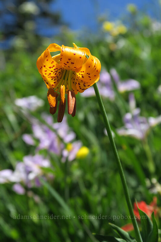Columbia tiger lily (Lilium columbianum) [Silver Star Mountain Trail, Gifford Pinchot National Forest, Skamania County, Washington]