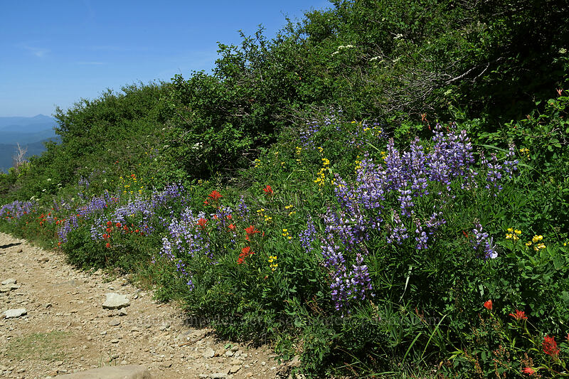 wildflowers [Silver Star Mountain Trail, Gifford Pinchot National Forest, Skamania County, Washington]