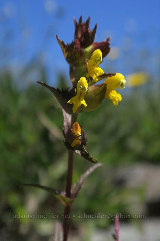 yellow rattle (Rhinanthus groenlandicus (Rhinanthus minor ssp. groenlandicus)) [Silver Star Mountain Trail, Gifford Pinchot National Forest, Skamania County, Washington]
