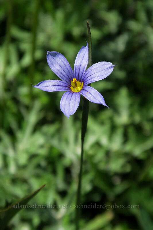 blue-eyed grass (Sisyrinchium idahoense) [Silver Star Mountain Trail, Gifford Pinchot National Forest, Skamania County, Washington]
