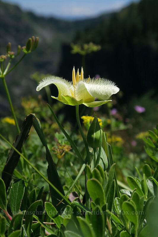 subalpine mariposa lily (Calochortus subalpinus) [Ed's Trail, Gifford Pinchot National Forest, Skamania County, Washington]