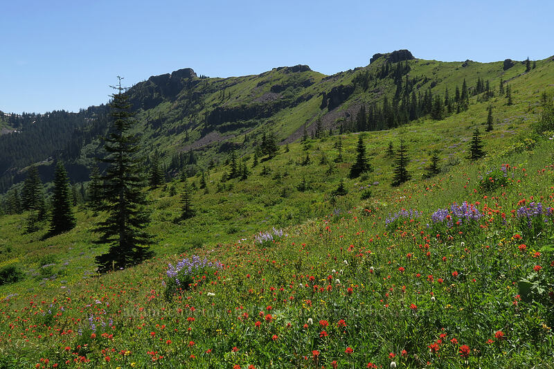 wildflowers & crags [Ed's Trail, Gifford Pinchot National Forest, Skamania County, Washington]