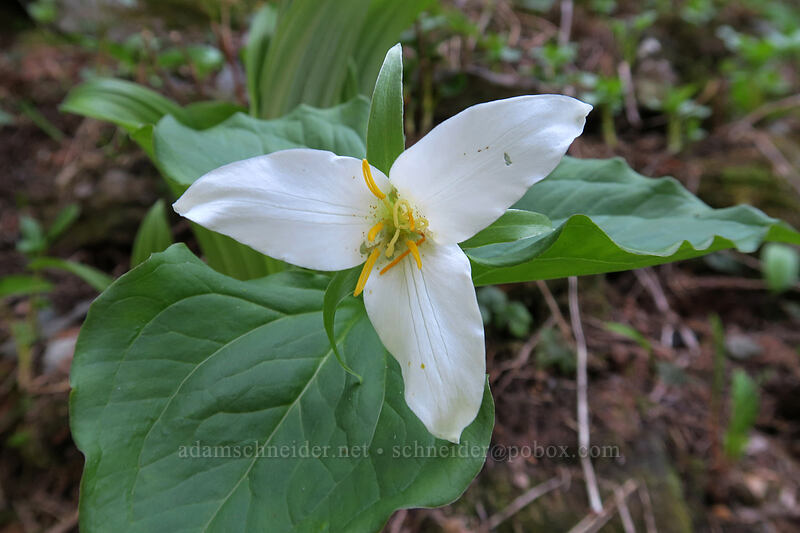trillium (Trillium ovatum) [Ed's Trail, Gifford Pinchot National Forest, Skamania County, Washington]
