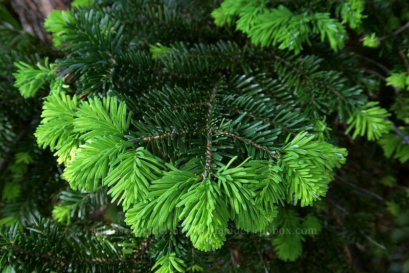 Pacific silver fir, new growth (Abies amabilis) [Ed's Trail, Gifford Pinchot National Forest, Skamania County, Washington]