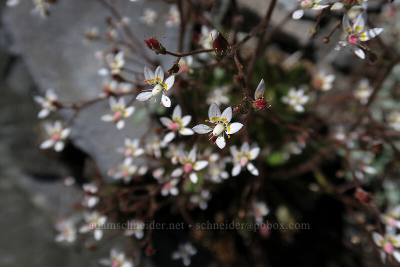 rusty saxifrage (Micranthes ferruginea (Saxifraga ferruginea)) [Ed's Trail, Gifford Pinchot National Forest, Skamania County, Washington]