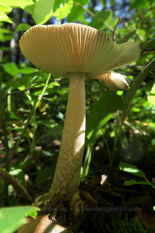 mushroom [Tarbell Trail, Gifford Pinchot National Forest, Clark County, Washington]