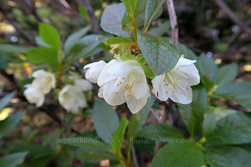 white rhododendron (Cascade azalea) (Rhododendron albiflorum) [Hurricane Hill Trailhead, Olympic National Park, Clallam County, Washington]