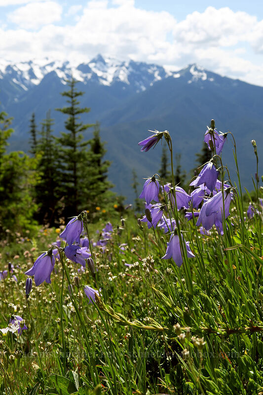 harebells (Campanula rotundifolia) [Hurricane Hill Trail, Olympic National Park, Clallam County, Washington]