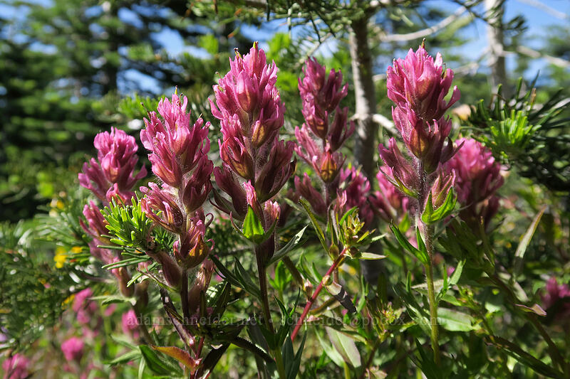 Olympic paintbrush (Castilleja parviflora var. olympica) [Hurricane Hill Trail, Olympic National Park, Clallam County, Washington]