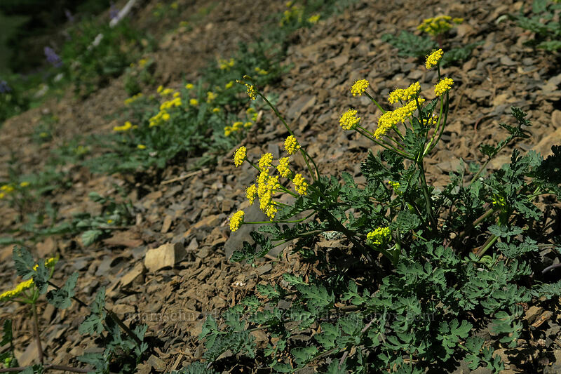 Cascade desert-parsley (Lomatium martindalei) [Hurricane Hill Trail, Olympic National Park, Clallam County, Washington]