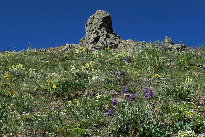 wildflowers [Hurricane Hill, Olympic National Park, Clallam County, Washington]