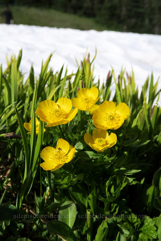 snow buttercups (Ranunculus eschscholtzii) [Hurricane Hill, Olympic National Park, Clallam County, Washington]