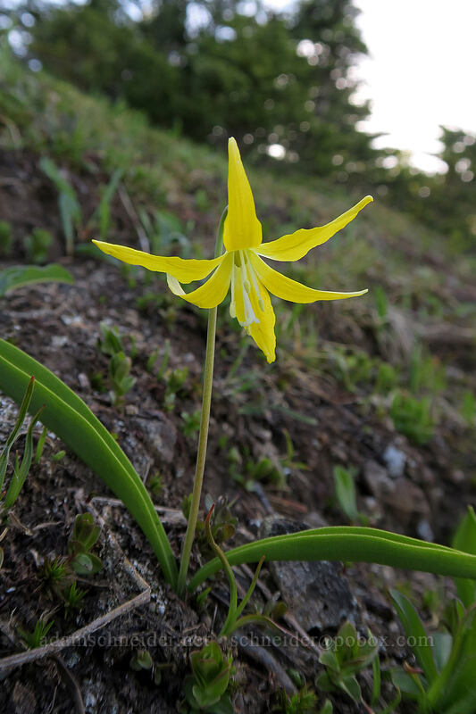 glacier lily (Erythronium grandiflorum) [Hurricane Hill, Olympic National Park, Clallam County, Washington]