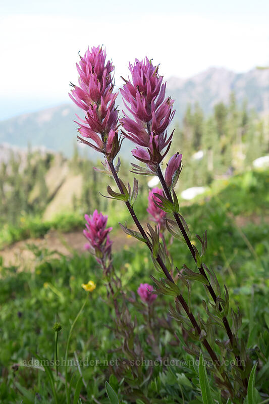 Olympic paintbrush (Castilleja parviflora var. olympica) [Hurricane Hill summit, Olympic National Park, Clallam County, Washington]