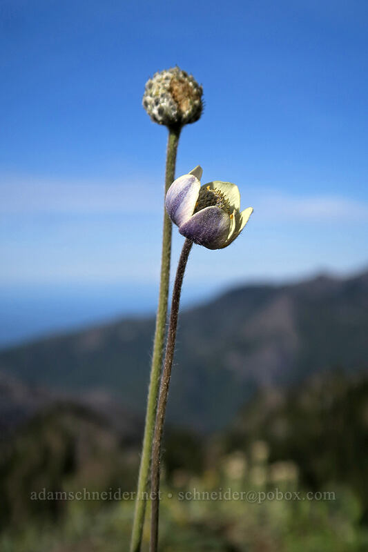 anemone (Anemone sp.) [Hurricane Hill summit, Olympic National Park, Clallam County, Washington]