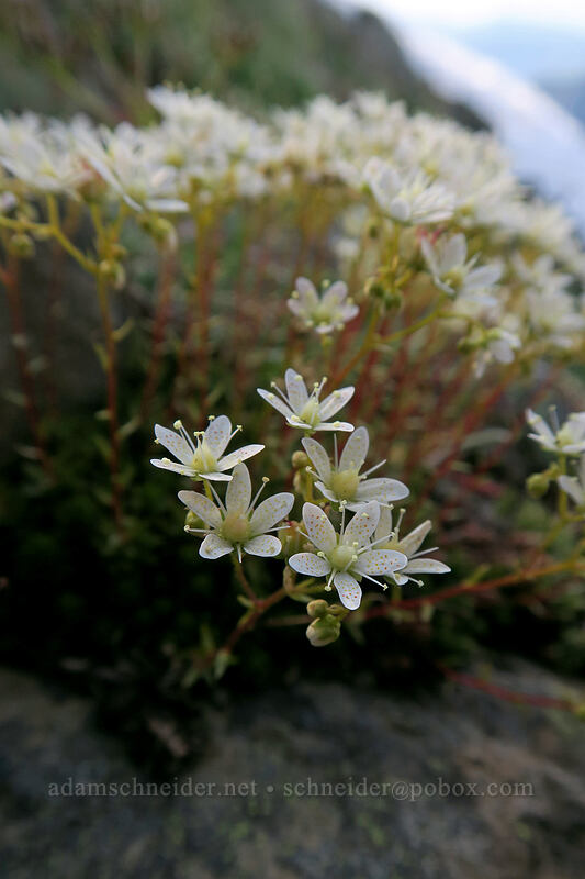 spotted saxifrage (Saxifraga bronchialis ssp. austromontana (Saxifraga austromontana)) [Hurricane Hill summit, Olympic National Park, Clallam County, Washington]