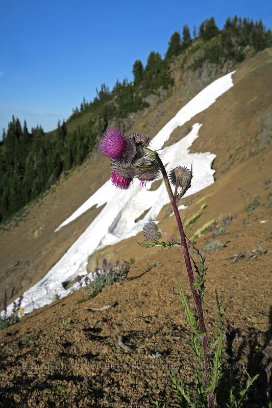 edible thistle (Cirsium edule) [Elwha to Hurricane Hill Trail, Olympic National Park, Clallam County, Washington]