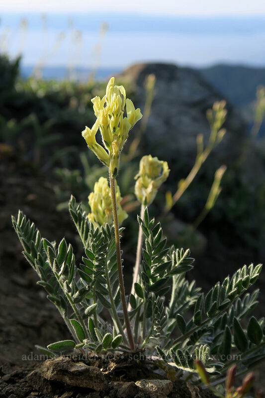 yellow locoweed (Oxytropis campestris var. spicata (Oxytropis monticola)) [Elwha to Hurricane Hill Trail, Olympic National Park, Clallam County, Washington]