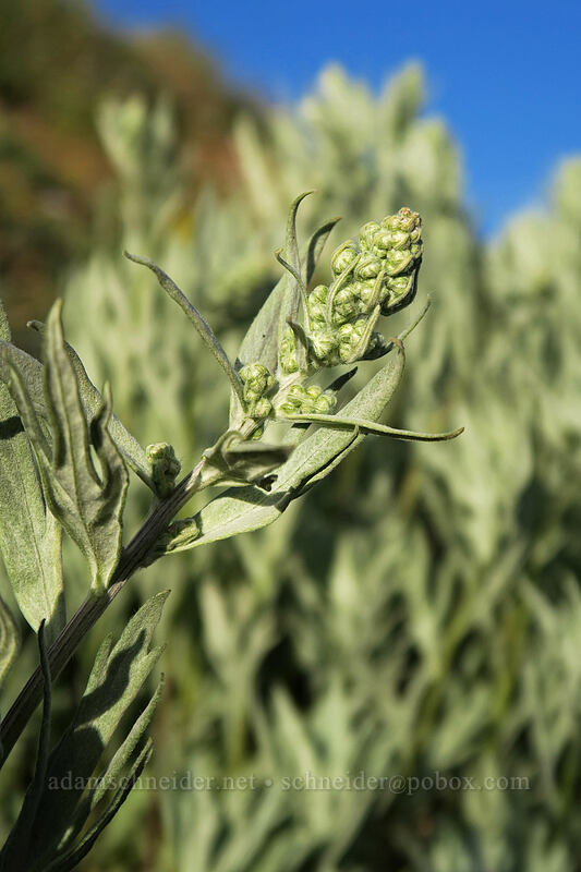 gray sagewort (Artemisia ludoviciana) [Hurricane Hill Trail, Olympic National Park, Clallam County, Washington]