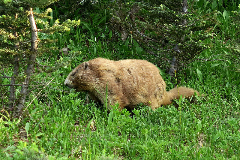 Olympic marmot (Marmota olympus) [Hurricane Hill Trail, Olympic National Park, Clallam County, Washington]
