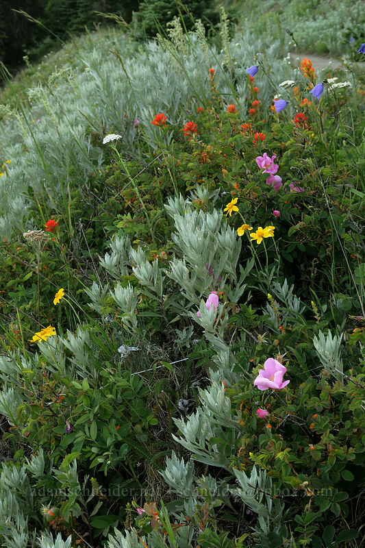 wildflowers [Hurricane Hill Trail, Olympic National Park, Clallam County, Washington]
