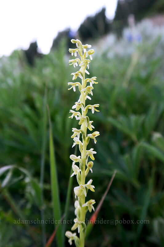 Alaska rein orchid (Platanthera unalascensis) [Hurricane Hill Trail, Olympic National Park, Clallam County, Washington]