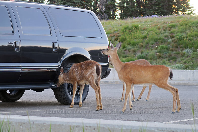 deer licking an SUV (Odocoileus hemionus columbianus) [Hurricane Ridge, Olympic National Park, Clallam County, Washington]