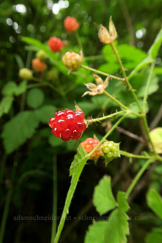 native blackberries (Rubus ursinus) [Hadley Trail, Beacon Rock State Park, Skamania County, Washington]