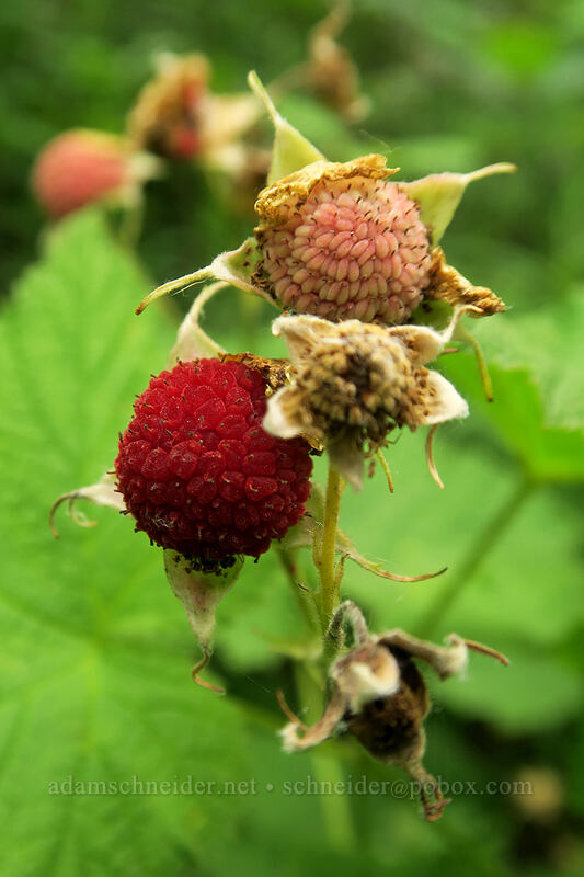 thimbleberries (Rubus parviflorus) [Hamilton Mountain Trail, Beacon Rock State Park, Skamania County, Washington]