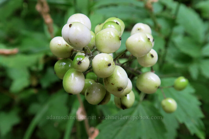 baneberries, white (Actaea rubra) [Hadley Trail, Beacon Rock State Park, Skamania County, Washington]