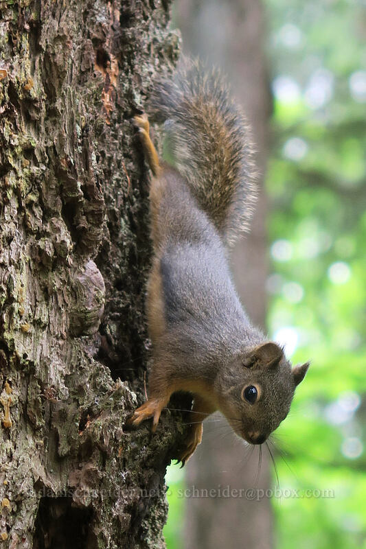 Douglas' squirrel (Tamiasciurus douglasii) [Hamilton Mountain Trail, Beacon Rock State Park, Skamania County, Washington]