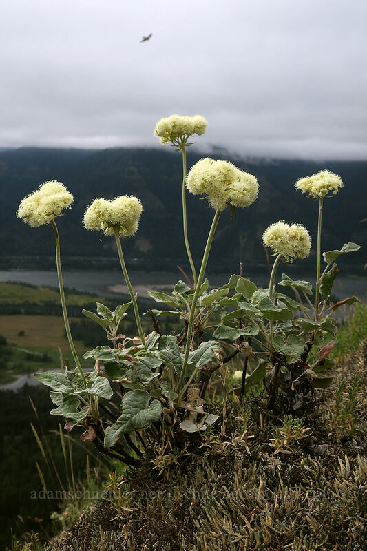 heart-leaf buckwheat (Eriogonum compositum) [Little Hamilton Mountain, Beacon Rock State Park, Skamania County, Washington]