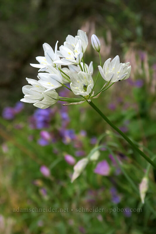 white brodiaea (wild hyacinth) (Triteleia hyacinthina (Brodiaea hyacinthina)) [Hamilton Mountain Trail, Beacon Rock State Park, Skamania County, Washington]