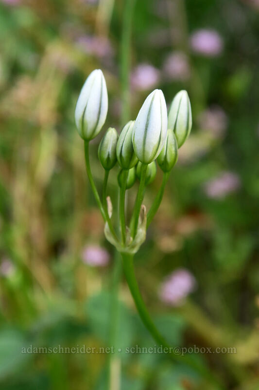 white brodiaea (wild hyacinth), budding (Triteleia hyacinthina (Brodiaea hyacinthina)) [Hamilton Mountain Trail, Beacon Rock State Park, Skamania County, Washington]