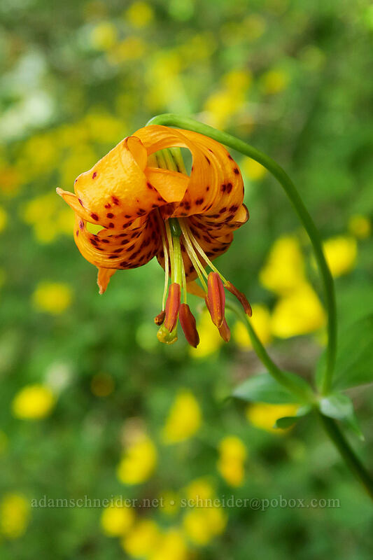 Columbia tiger lily (Lilium columbianum) [Hamilton Mountain Trail, Beacon Rock State Park, Skamania County, Washington]