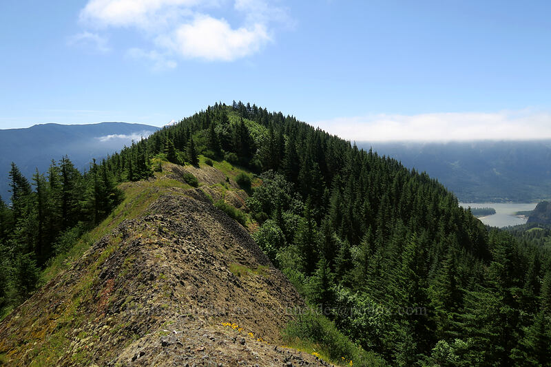 summit ridge [Hamilton Mountain, Beacon Rock State Park, Skamania County, Washington]